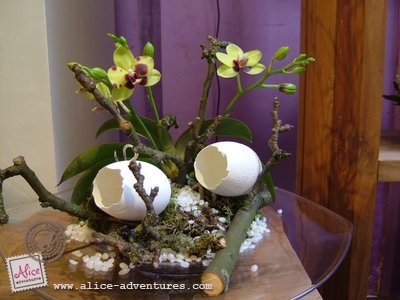 Alice Adventures Orchidee Ranonkeltje